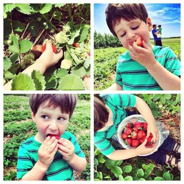 Strawberry Picking - The Lemon Bowl