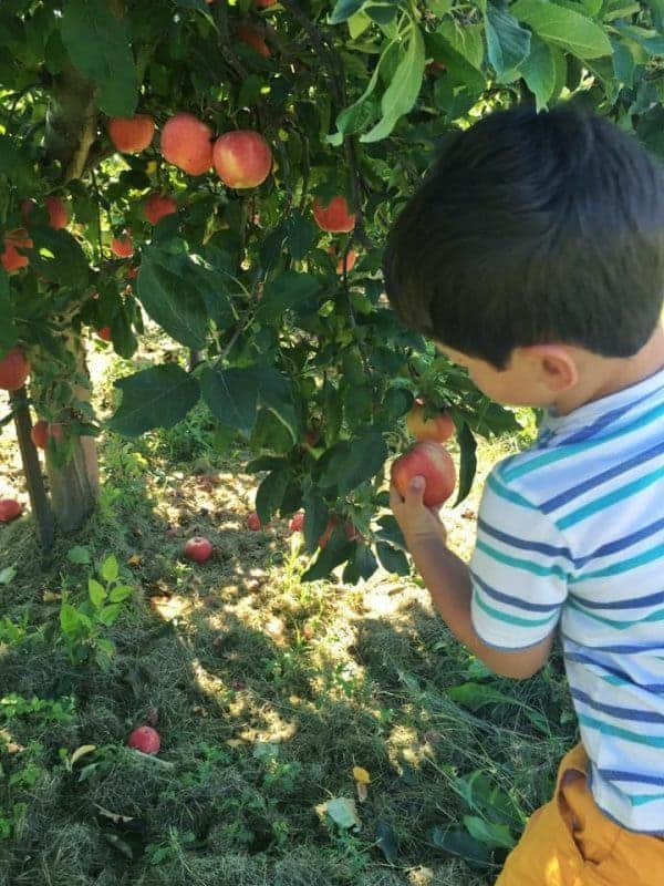asher-apple-picking