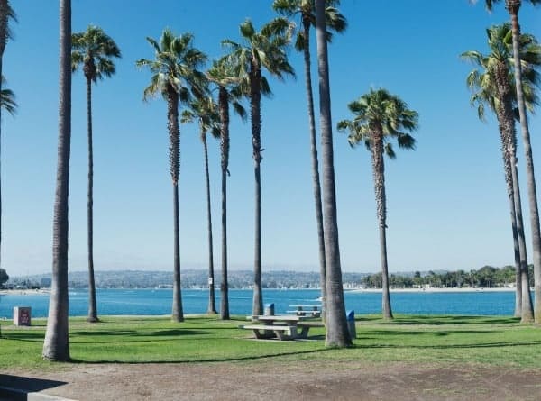 mission-bay-palm-trees