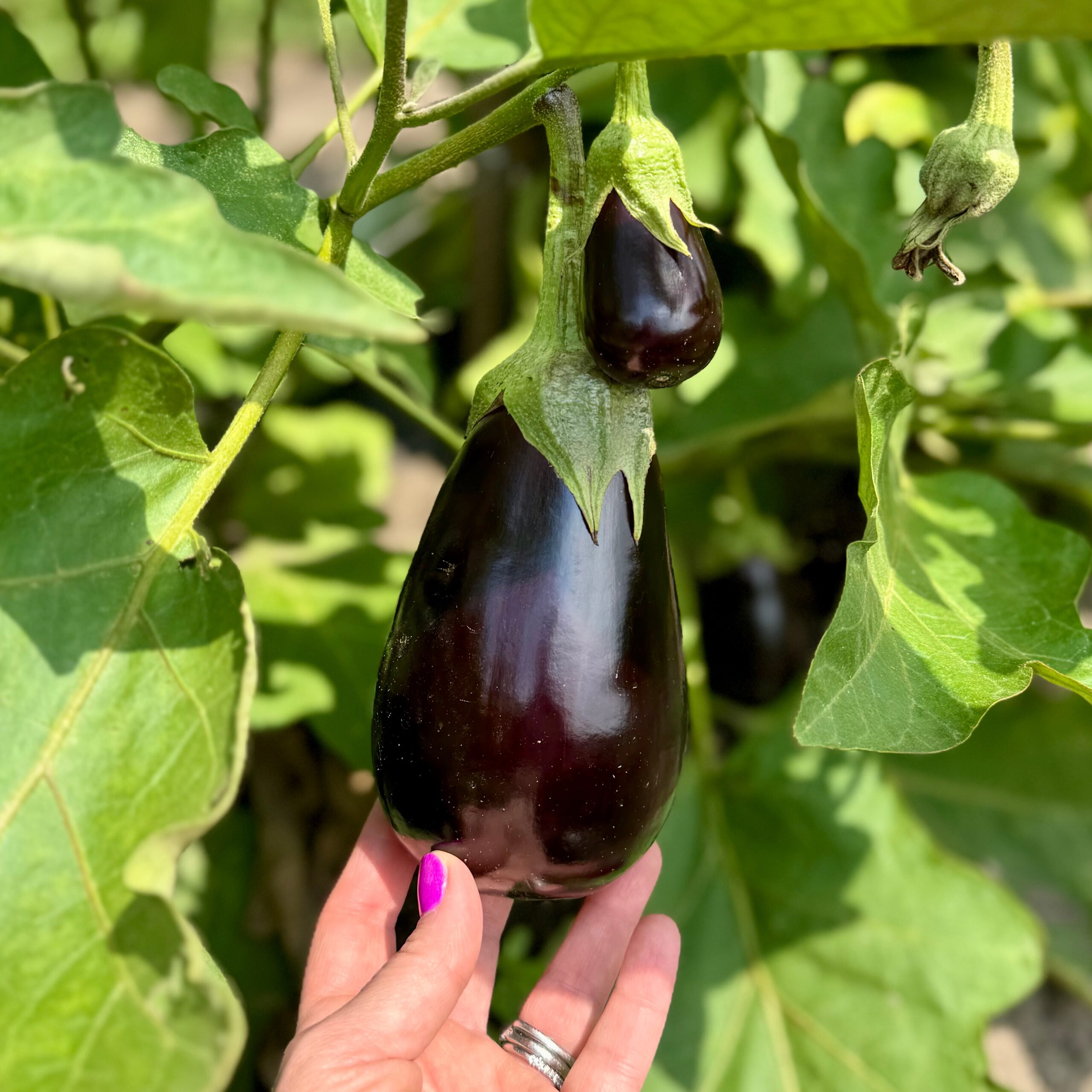Liz picking fresh eggplant from Visser Farms.